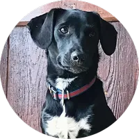 Jessie la chienne Chief Happy Officer - Mascotte vétérinaire 78